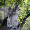 Luchs