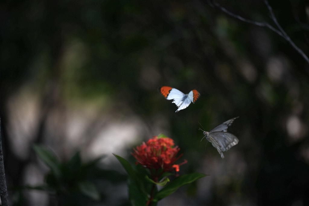 ツマベニチョウ