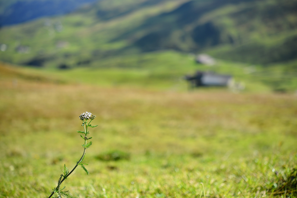 山の草花