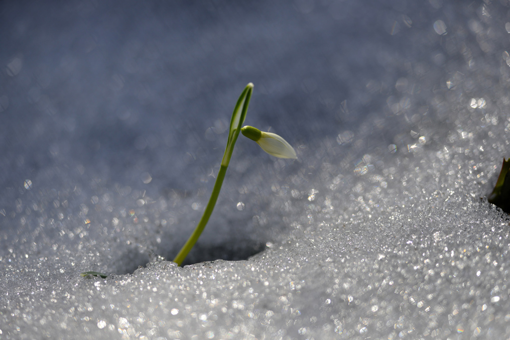 Schneeglocken