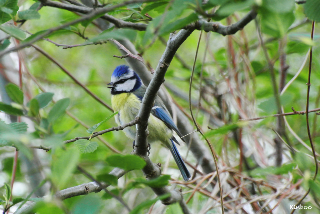 歌うアオガラ１