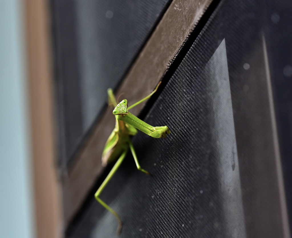 カマキリ