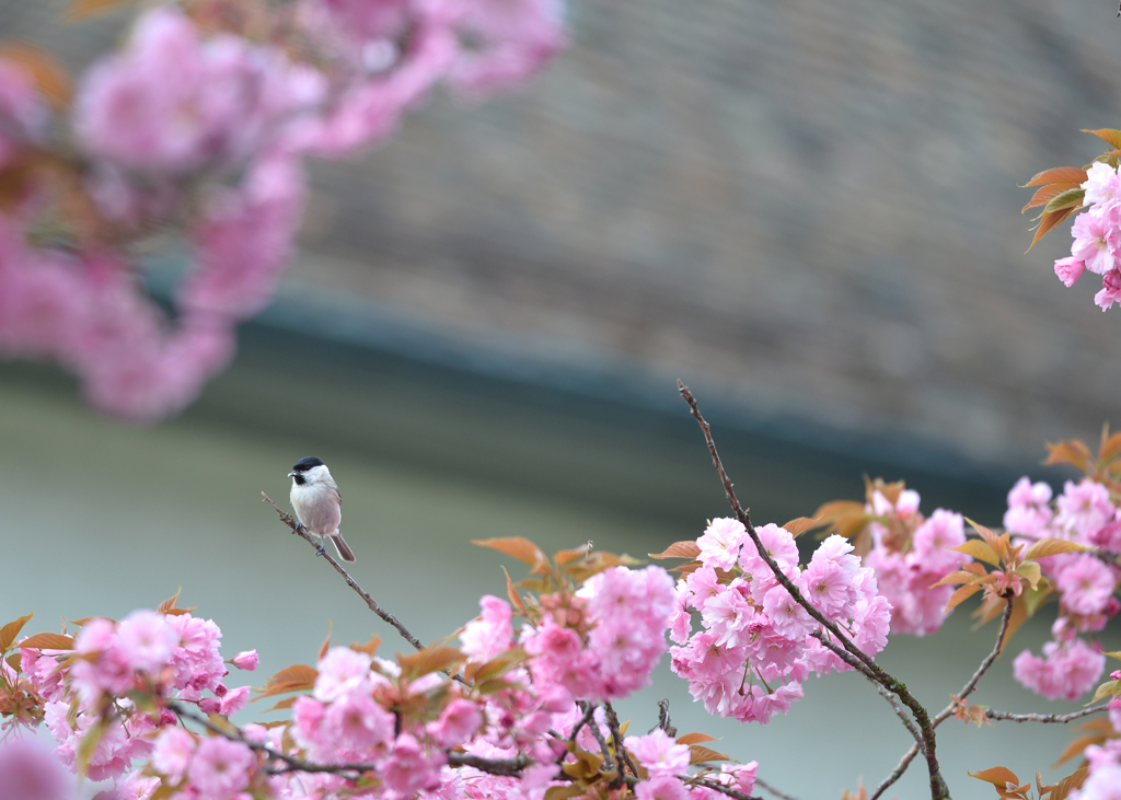 スイスの八重桜３