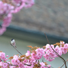 スイスの八重桜３