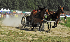アガスールの競馬
