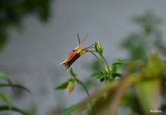 なんか〜ちょっと〜こわそう〜〜