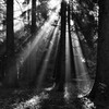 森の光　２