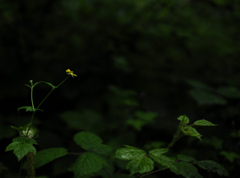 黄一点