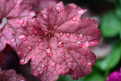 スイスは雨４
