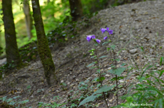 これはキキョウ？