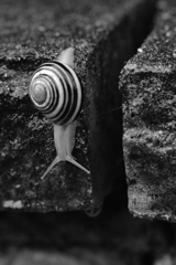 でんでん虫
