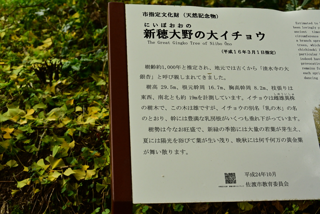 新穂大野の大イチョウ