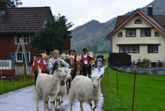 今日は牛の品評会３