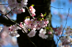 桜２