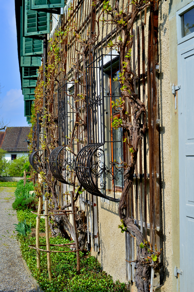 Ittingen 4