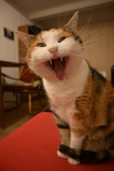 ルピー