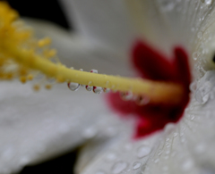 今日は雨２