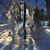 雪の散歩４