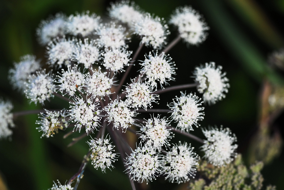 あのつぼみが開くと　１
