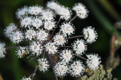 あのつぼみが開くと　１