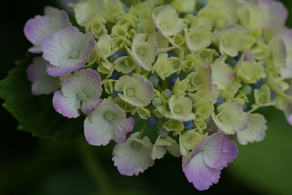 雨の紫陽花