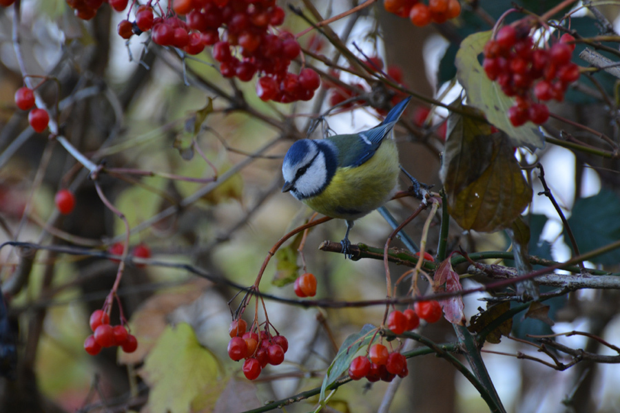 Blaumaise 1