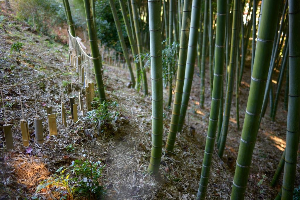 化野念仏寺　２