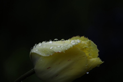 雨後