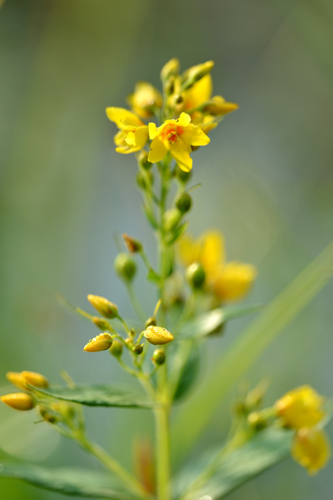 野の花