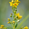 野の花