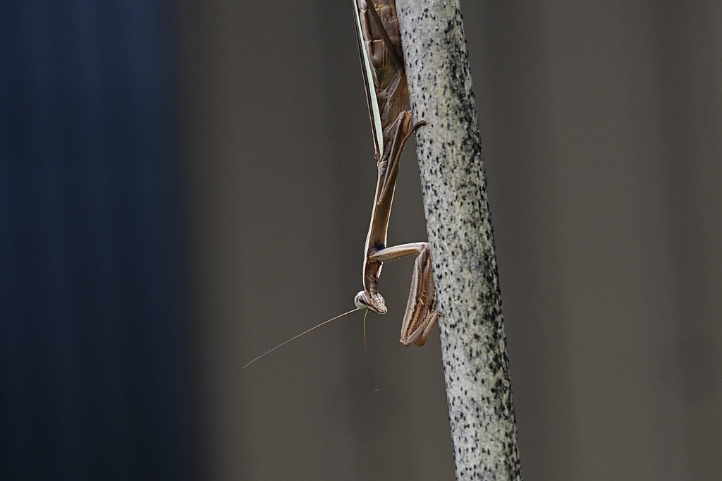 ２匹のカマキリ