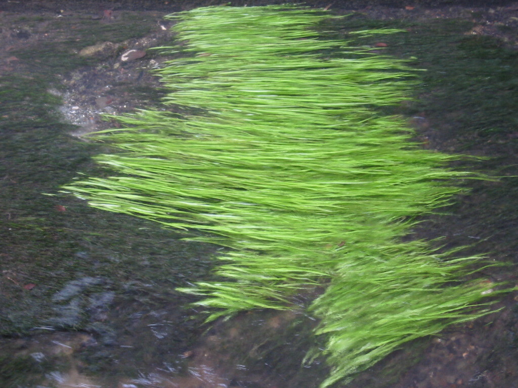 金沢周辺（浅野川）