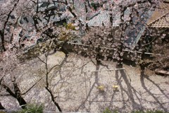 桜と忘れられた公園
