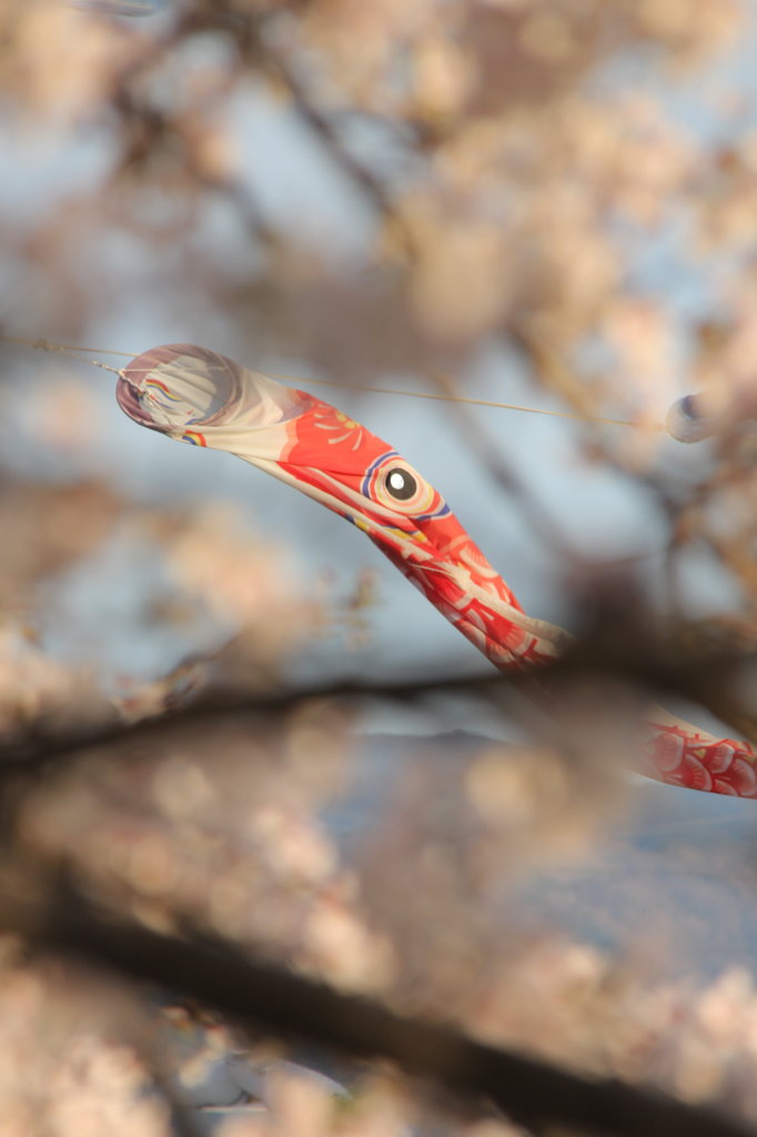 桜の中にかくれんぼ