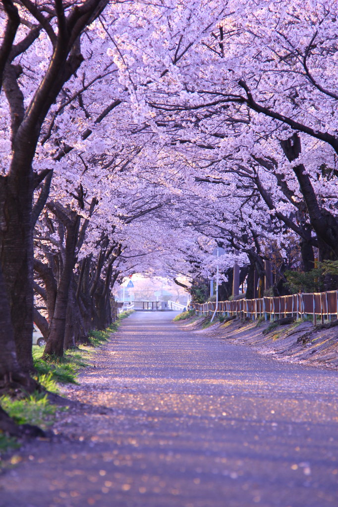 桜トンネル