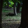 朝