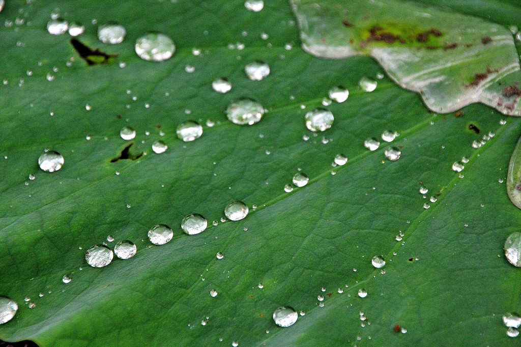 雨粒・・・