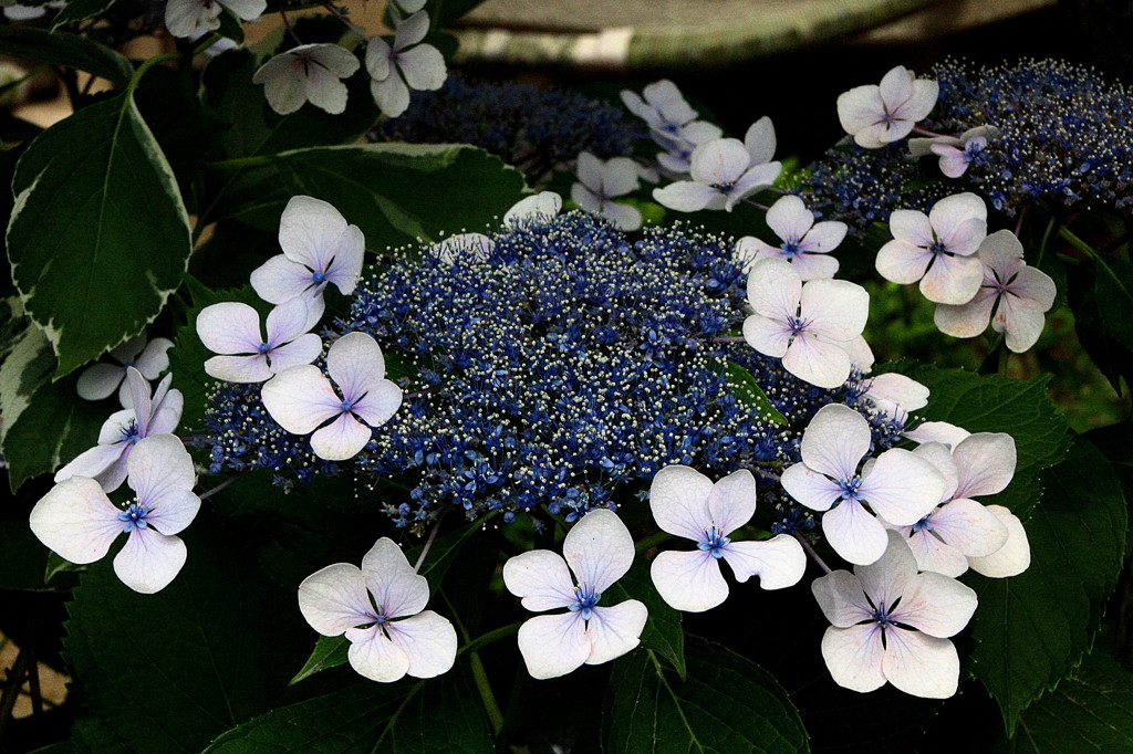 星の花