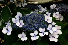 星の花