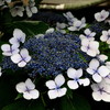 星の花