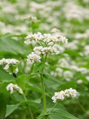 蕎麦の花