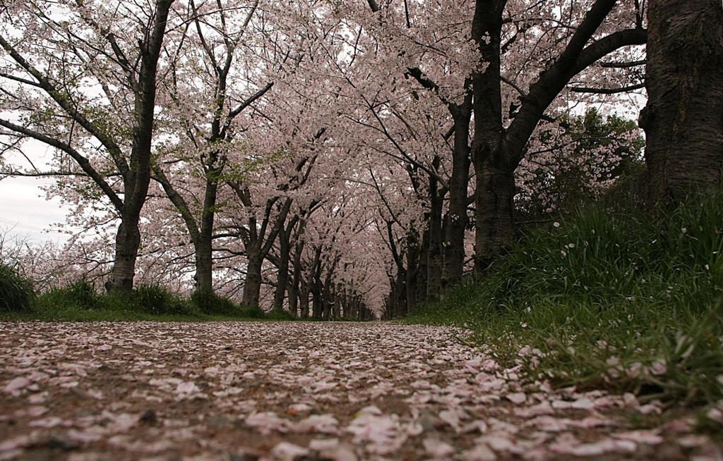 花　終わる刻