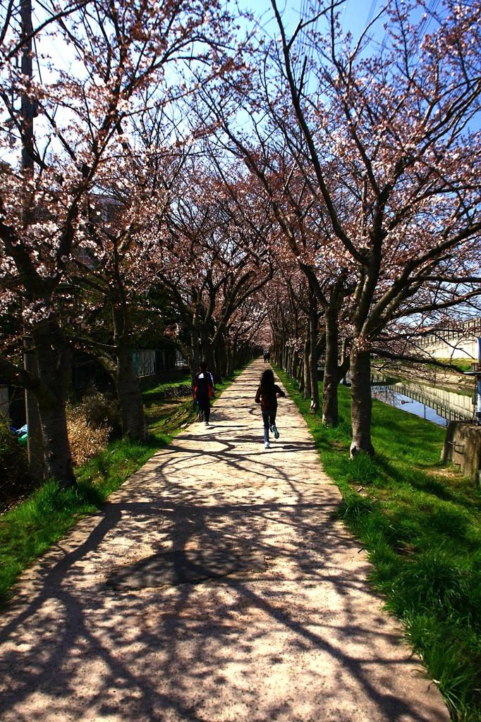 桜道