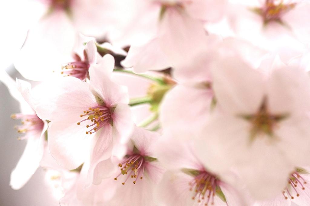　桜　桜