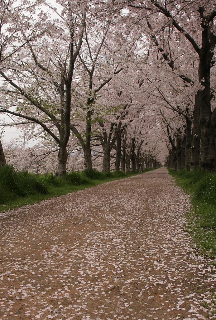 落花