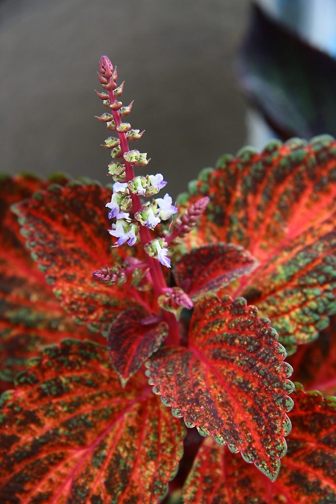 観葉植物・・・
