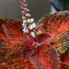 観葉植物・・・