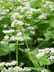 蕎麦の花2