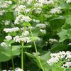 蕎麦の花2