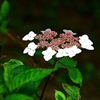 白い花火